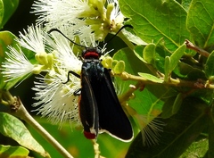 Mysoria affinis