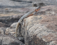 Kakamega Agama