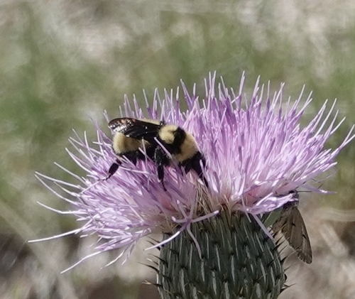 Golden Northern Bumble Bee photographed in Nebraska