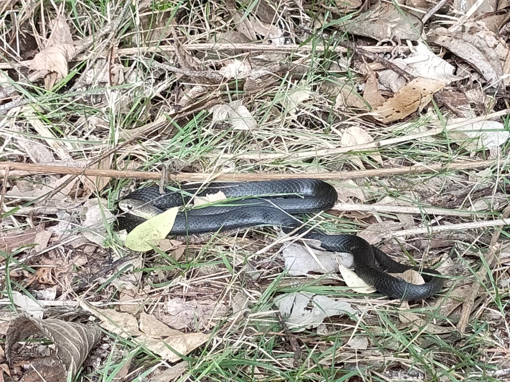 Black-bellied Swamp Snake (Hemiaspis signata)