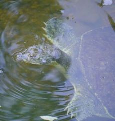 Apalone spinifera pallida