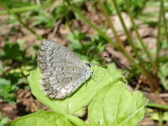 Celastrina ladon