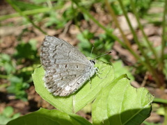 Celastrina ladon