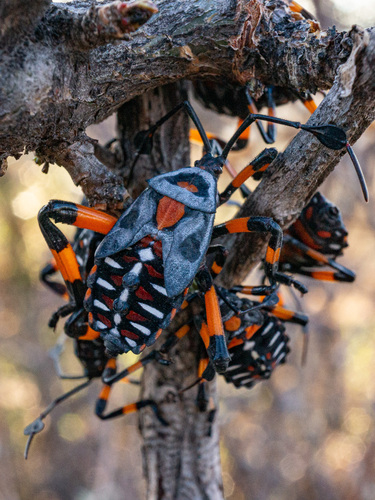 Pachylis gigas