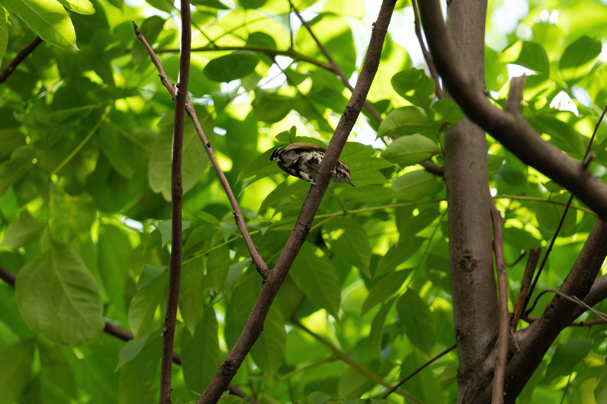 Speckled Piculet