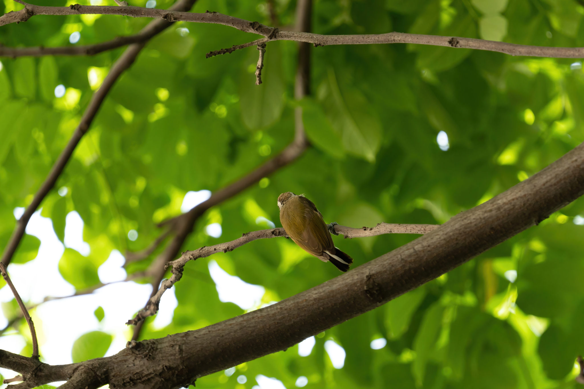 Speckled Piculet