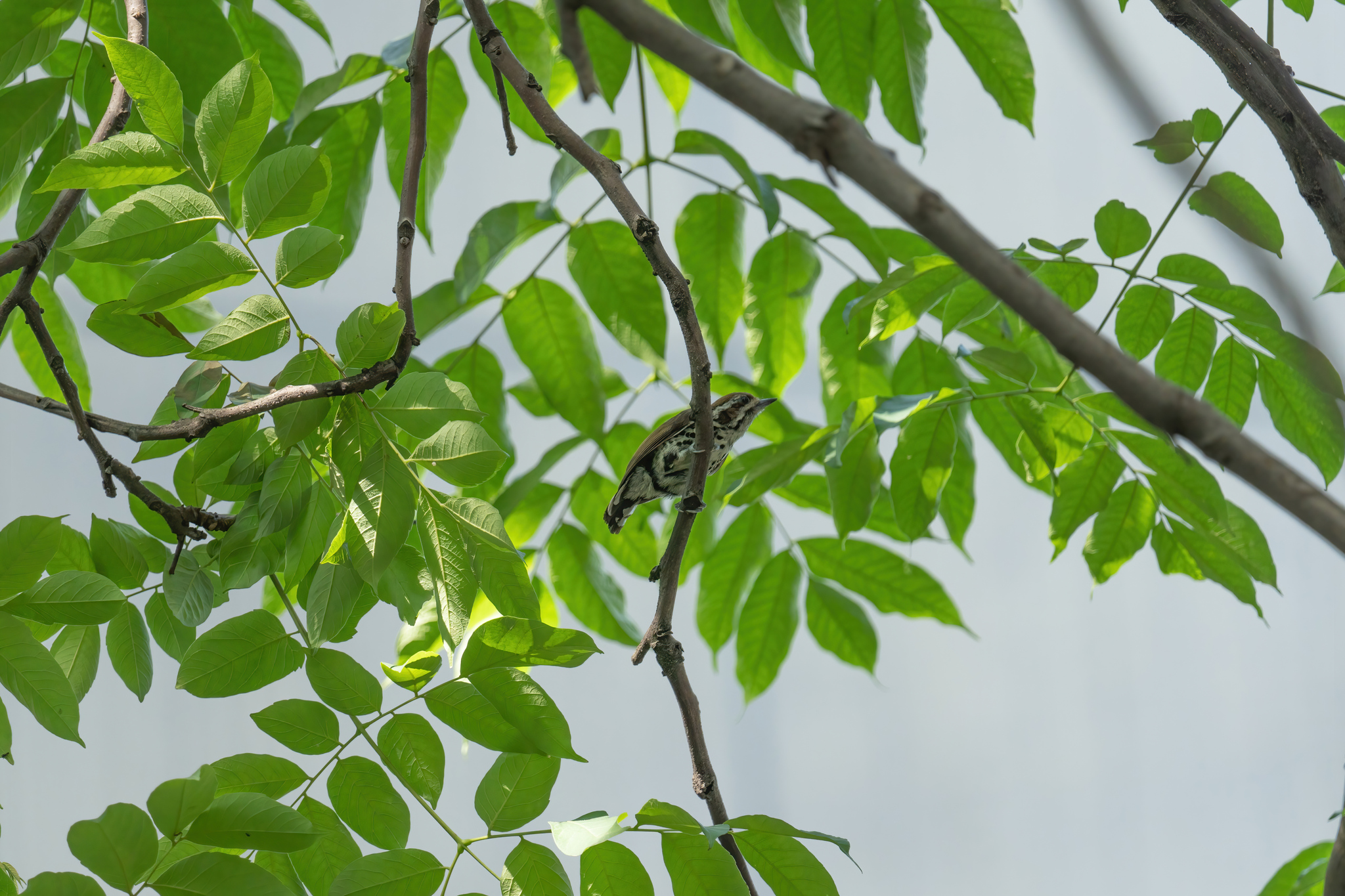 Speckled Piculet