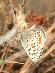 Euphilotes enoptes smithi