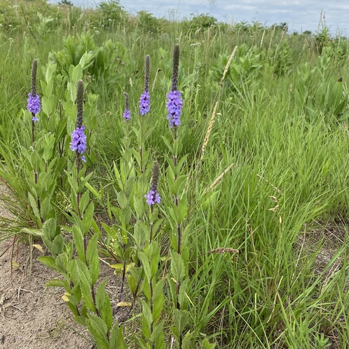 Verbena stricta