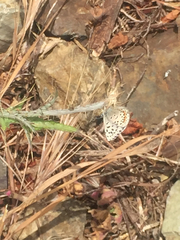 Euphilotes enoptes smithi