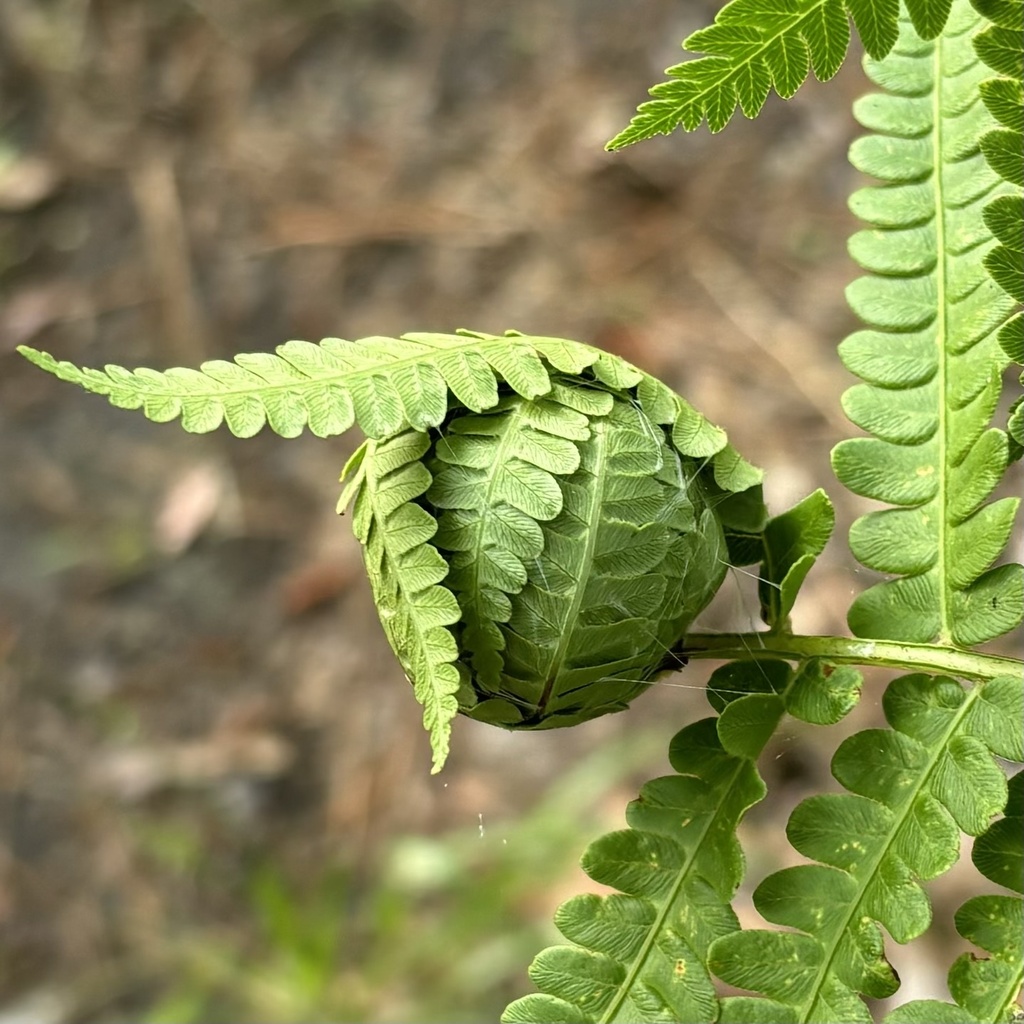 Herpetogramma theseusalis