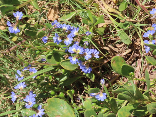 Image of Scaevola calendulacea by (c) ian_mcallan, some rights reserved (CC BY)