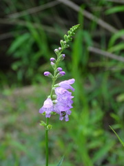 Physostegia intermedia