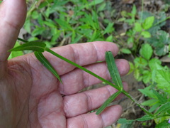 Physostegia intermedia