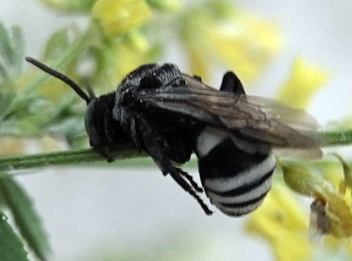 Dakota Cuckoo Nomad Bee