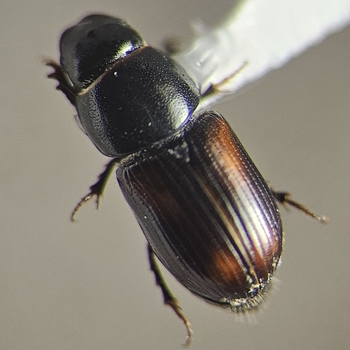 Planolinellus vittatus
