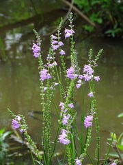 Physostegia intermedia