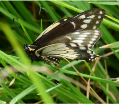 Papilio polyxenes americus