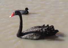Cygnus atratus