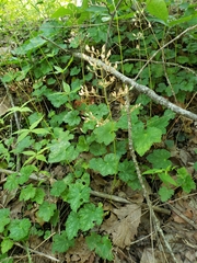 Heuchera longiflora