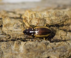 Agonum pallipes