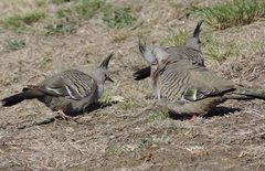 Ocyphaps lophotes