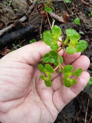 Chrysosplenium kamtschaticum