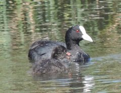 Fulica atra