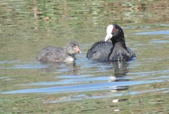 Fulica atra