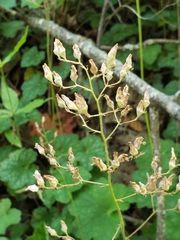Heuchera longiflora