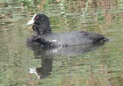Fulica atra