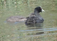 Fulica atra
