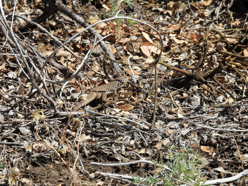 iNaturalist observation photo of Western Whiptail