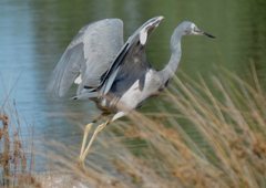 Egretta novaehollandiae