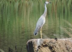 Egretta novaehollandiae