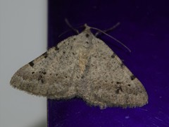 Frederickia disparcata