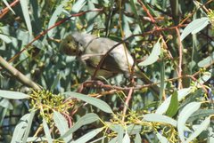 Ptilotula penicillata
