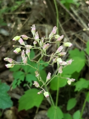 Heuchera longiflora