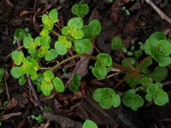 Chrysosplenium kamtschaticum