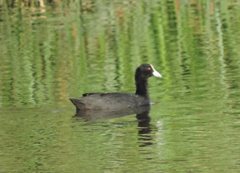 Fulica atra australis
