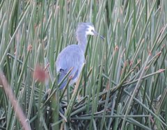 Egretta novaehollandiae