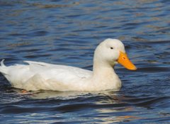 Anas platyrhynchos domesticus