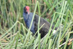 Porphyrio melanotus