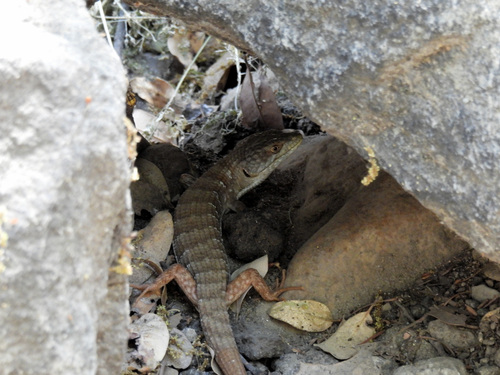 iNaturalist observation photo of California Alligator Lizard