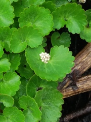 Micranthes porsildiana