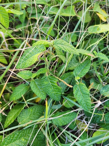 Image of Acalypha nemorum by (c) Shelomi Doyle, some rights reserved (CC BY)