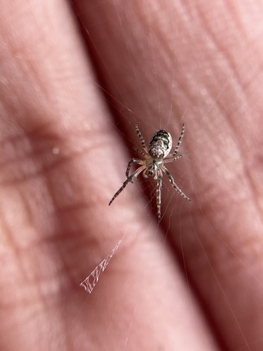 Eastern Bush Orbweaver photo 6