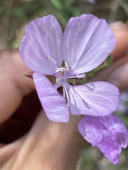 Clarkia dudleyana