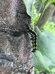 Gnophaela latipennis