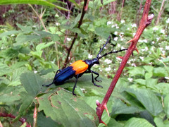 Desmocerus palliatus